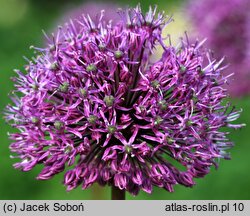 Allium hollandicum (czosnek holenderski)