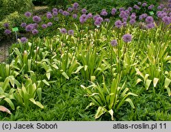 Allium hollandicum (czosnek holenderski)