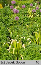 Allium hollandicum (czosnek holenderski)