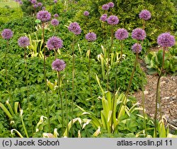 Allium hollandicum (czosnek holenderski)