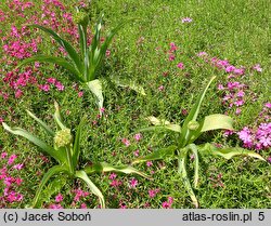 Allium schubertii (czosnek Schuberta)