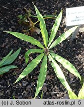 Paris polyphylla (czworolist wielolistny)