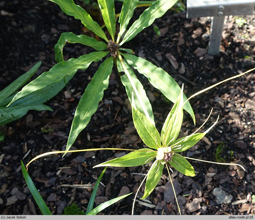 Paris polyphylla (czworolist wielolistny)