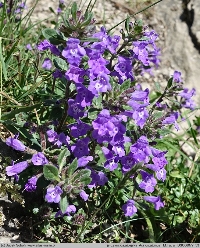 Acinos alpinus (czyścica alpejska)