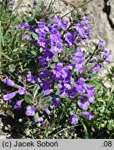 Acinos alpinus (czyścica alpejska)