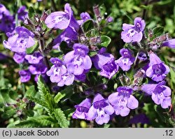 Acinos alpinus (czyścica alpejska)