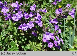 Acinos alpinus (czyścica alpejska)