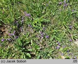 Acinos alpinus (czyścica alpejska)