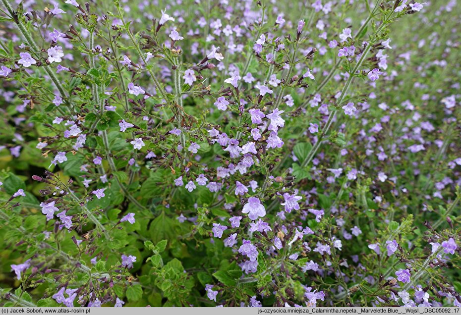 Clinopodium nepeta Marvelette Blue