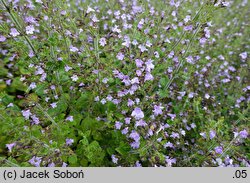 Clinopodium nepeta Marvelette Blue