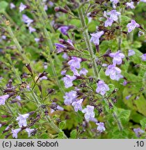 Clinopodium nepeta Marvelette Blue