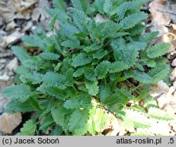 Stachys densiflora Zwerg