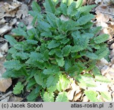 Stachys densiflora Zwerg