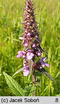 Stachys palustris (czyściec błotny)