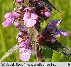 Stachys palustris (czyściec błotny)