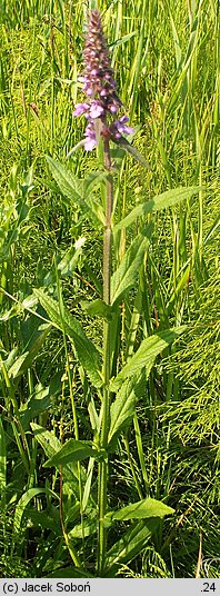 Stachys palustris (czyściec błotny)