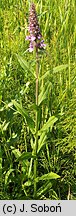 Stachys palustris (czyściec błotny)