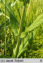 Stachys palustris (czyściec błotny)