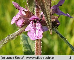 Stachys palustris (czyściec błotny)