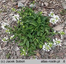 Betonica nivea ssp. nivea