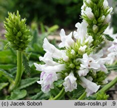 Betonica nivea ssp. nivea