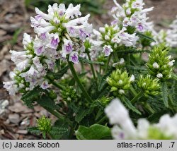Betonica nivea ssp. nivea