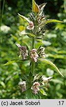 Stachys alpina (czyściec górski)