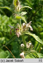 Stachys alpina (czyściec górski)