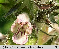 Stachys alpina (czyściec górski)