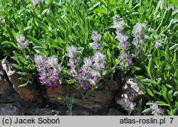 Stachys lavandulifolia (czyściec lawendolistny)