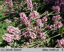 Betonica officinalis Pink Cotton Candy