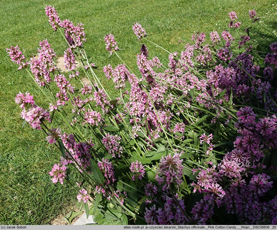 Betonica officinalis Pink Cotton Candy