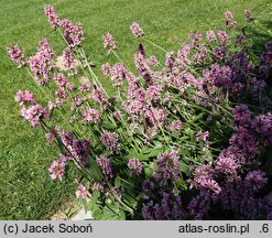 Betonica officinalis Pink Cotton Candy