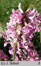 Betonica officinalis Pink Cotton Candy
