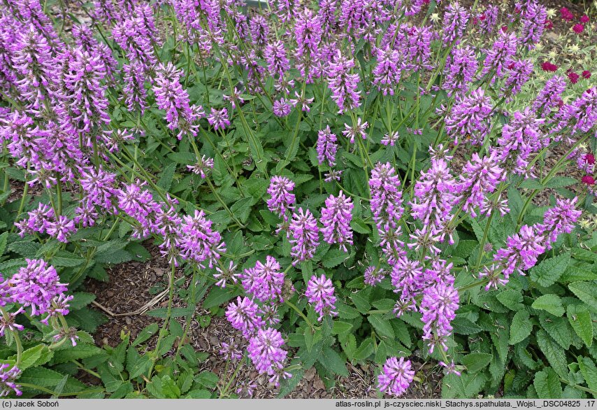 Stachys spathulata (czyściec niski)