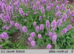 Stachys spathulata (czyściec niski)