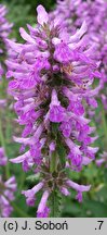 Stachys spathulata (czyściec niski)