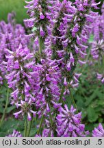 Stachys spathulata (czyściec niski)