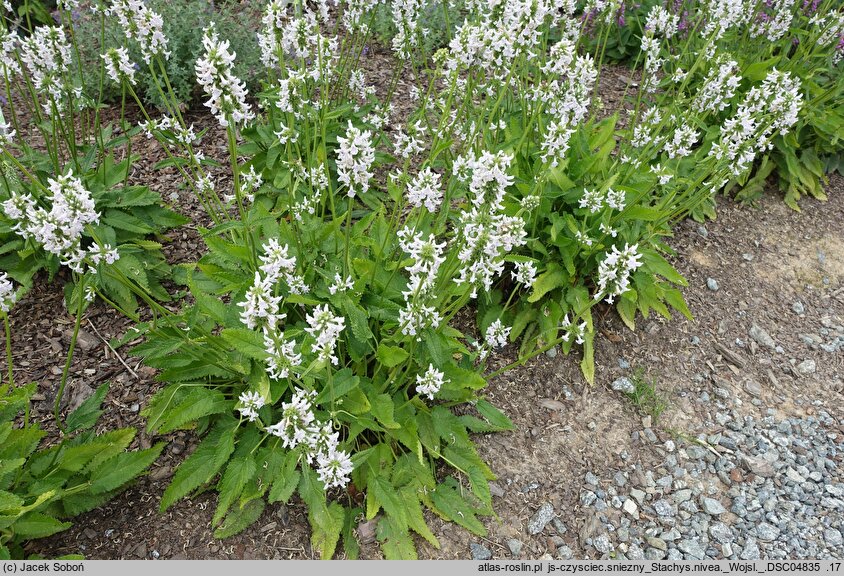 Betonica nivea ssp. nivea