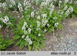Betonica nivea ssp. nivea