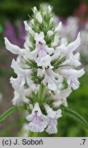 Betonica nivea ssp. nivea