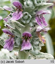 Stachys byzantina