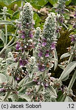 Stachys byzantina