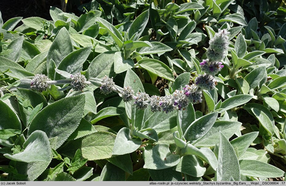 Stachys byzantina Big Ears