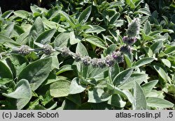 Stachys byzantina Big Ears