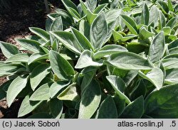 Stachys byzantina Big Ears