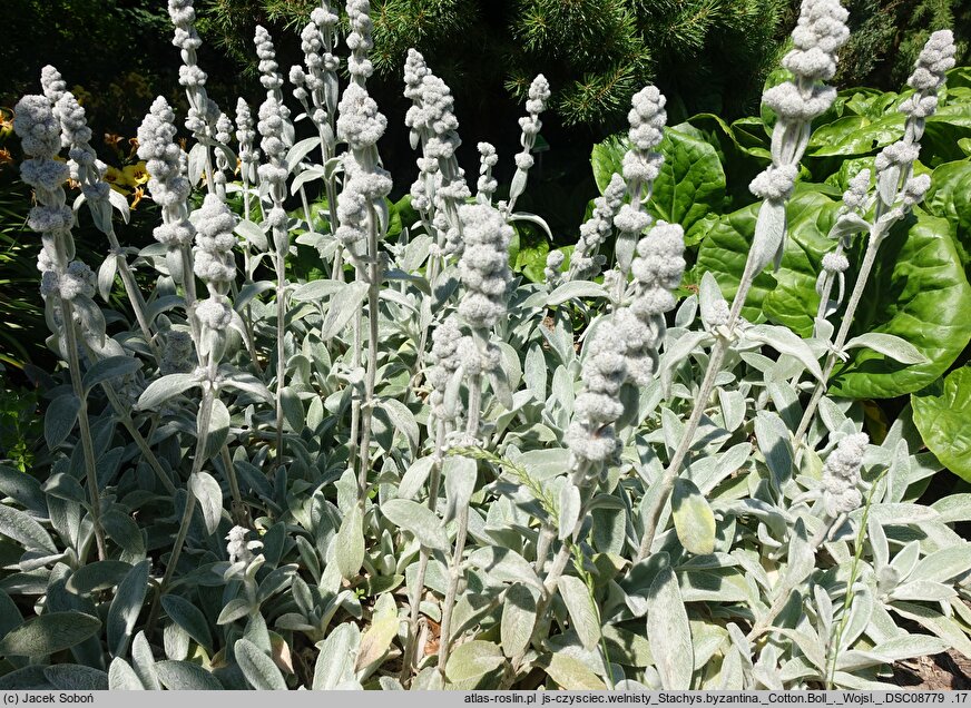 Stachys byzantina Cotton Boll