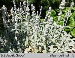 Stachys byzantina Cotton Boll