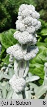 Stachys byzantina Cotton Boll