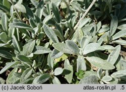 Stachys byzantina Cotton Boll